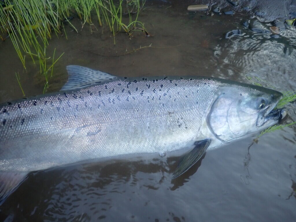 Chinook salmon