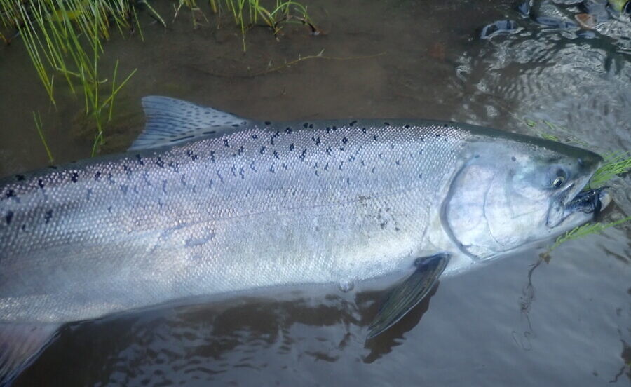 Chinook salmon